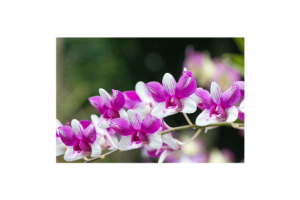 Read more about the article الحدائق النباتية