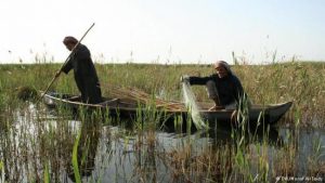 Read more about the article لُحمة العراق وانتصار الأهوار